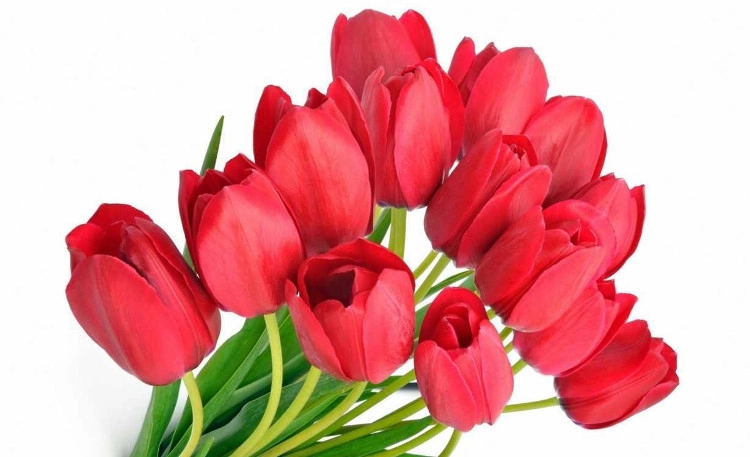 Hoa Tulip đỏ thể hiện cho tình yêu và sự lãng mạn. Hoa Tulip đỏ thể hiện cho tình yêu và sự lãng mạn.