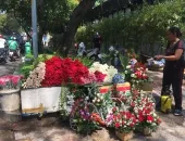 Các loại hoa cúc đẹp tại Việt Nam