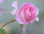 Hoa tươi là quà tặng hoàn hỏa dành cho bạn gái.