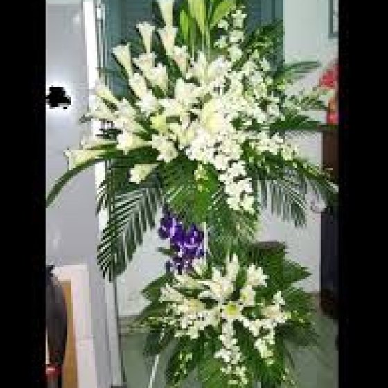 CÁNH CHIM KHÔNG MỎI - VH1013